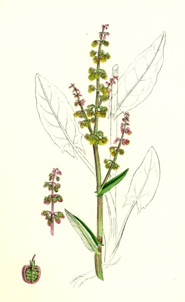 Rumex Acetosa; Common Sorrel