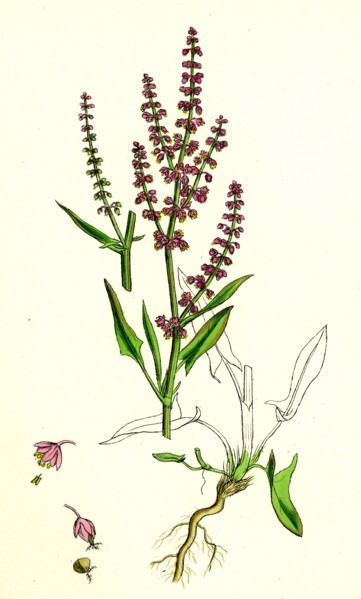 Rumex Acetosella; Sheep's Sorrel