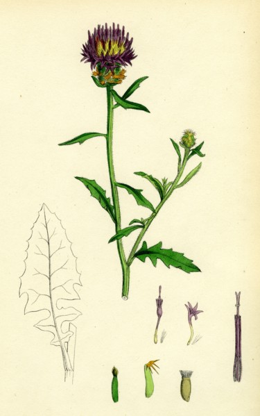 Centaurea aspera; Rough Star-thistle