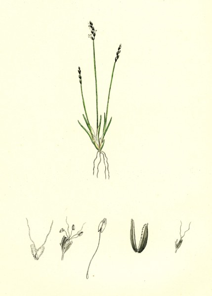 Chamagrostis minima; Early Sand-grass