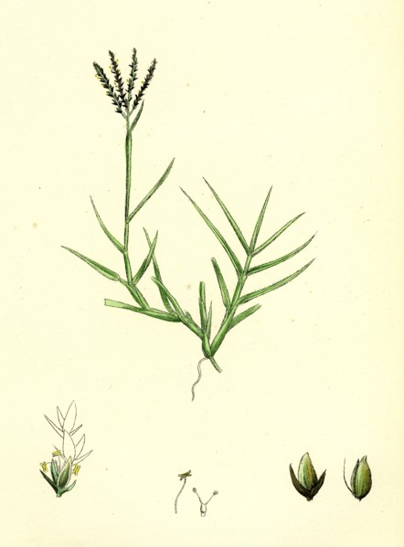 Cynodon Dactylon; Creeping Dog's-tooth-grass