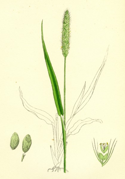 Setaria viridis; Green Bristle-grass