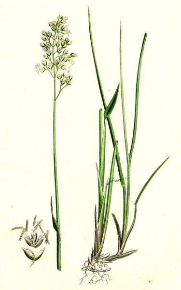 Hierochloe borealis; Northern Holy-grass