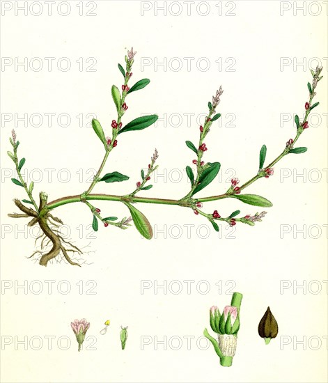 Polygonum aviculare, vulgatum; Common Knot-grass