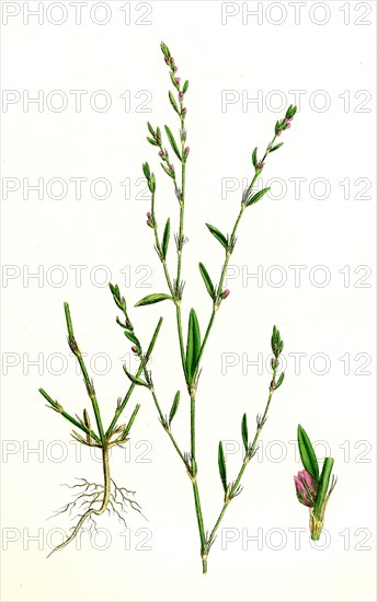 Polygonum aviculare, rurivagum; Common Knot-grass