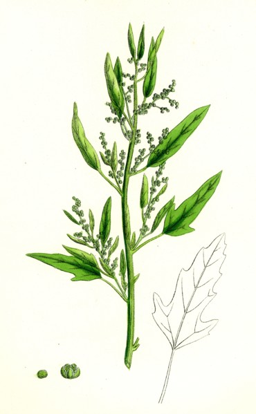 Chenopodium ficifolium; Fig-leaved Goosefoot