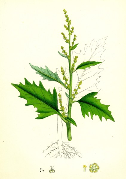 Chenopodium urbicum; Upright Goosefoot