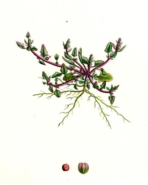 Chenopodium eu-rubrum, var. pseudo-botryoides; Red Goosefoot, var. B.