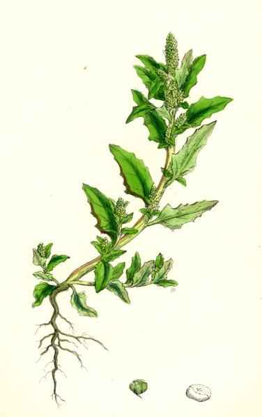Chenopodium glaucum; Oak-leaved Goosefoot