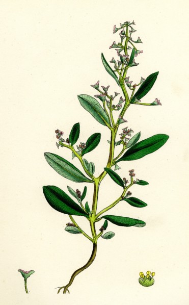 Atriplex pedunculata; Stalked-fruited Sea Orache