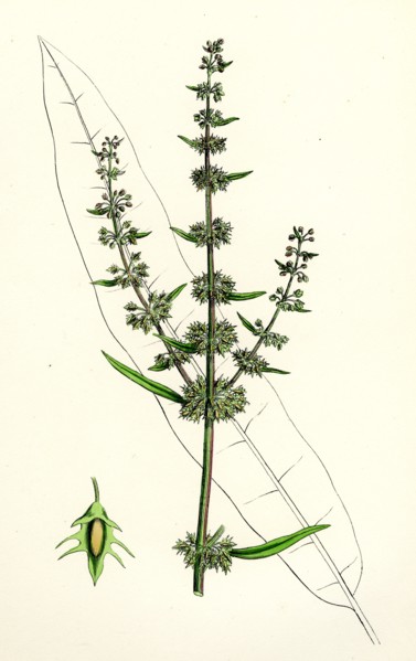 Rumex palustris; Yellow Marsh Dock