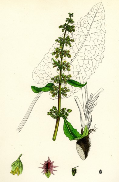 Rumex obtusifolius; Broad-leaved Dock