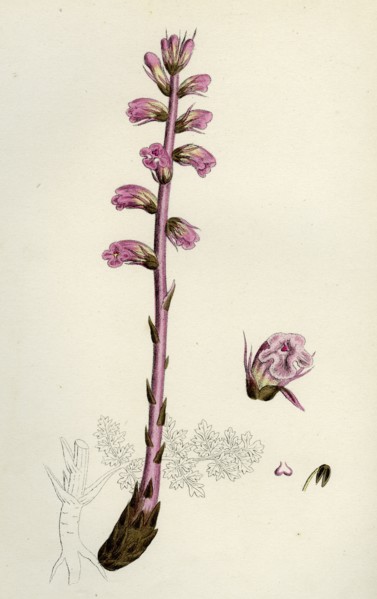 Orobanche amethystea; Bluish Broom-rape