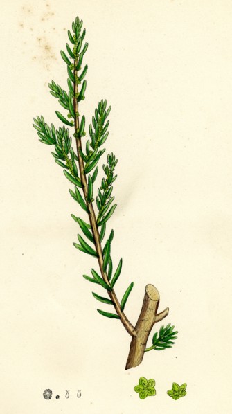Suaeda fruticosa; Shrubby Sea-blite