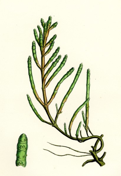Salicornia radicans; Creeping Marsh-samphire