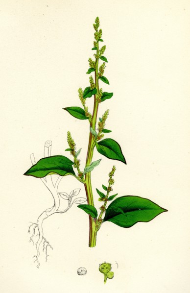 Chenopodium polyspermum, var. acutifolium; Many-sided Goosefoot, var. B.