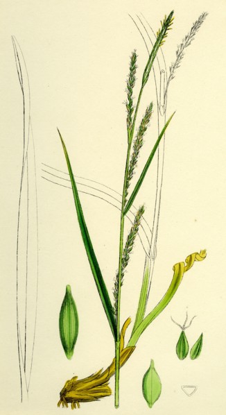 Carex strigosa; Loose-spiked Wood Sedge