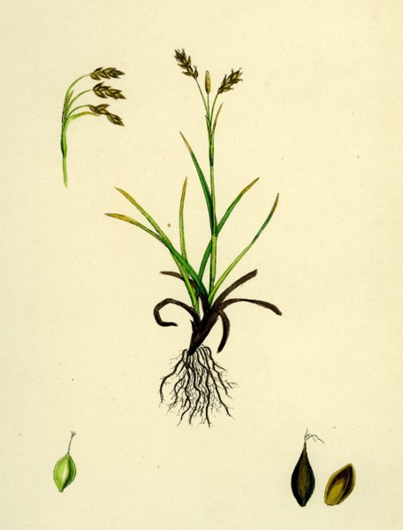 Carex capillaris; Capillary Sedge