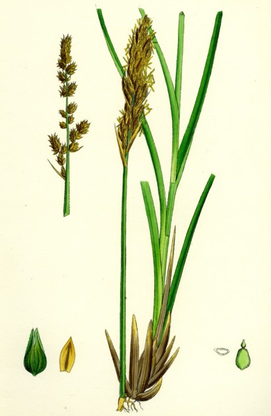 Carex paniculata; Greater Panicled Sedge