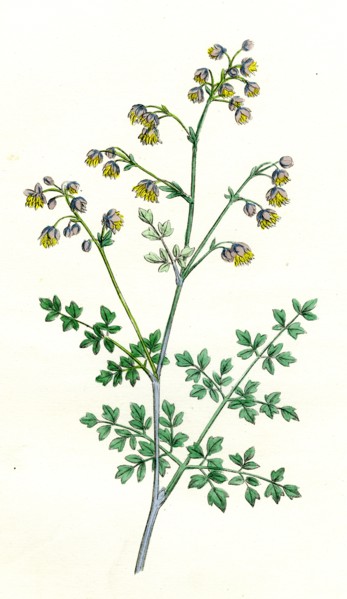 Thalictrum minus, montanum; Lesser Meadow Rue, var. B.