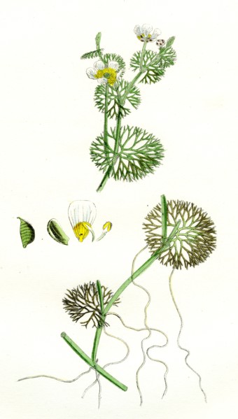 Ranunculus circinatus; Rigid-leaved Water-crowfoot