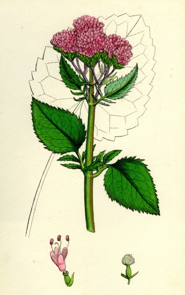 Valeriana Pyrenaica; Heart-leaved Valerian