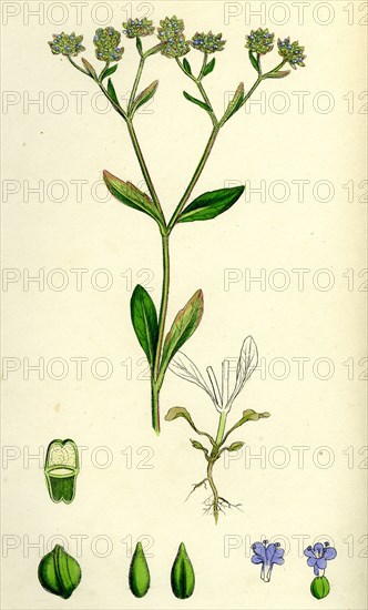 Valerianella olitoria; Common Lamb's-Lettuce