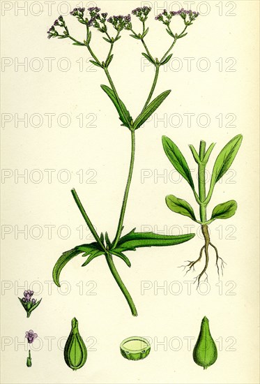 Valerianella dentata; Narrow-fruited Lamb's-lettuce