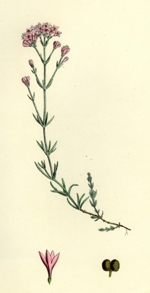 Asperula cynanchica; Squinancy-wort