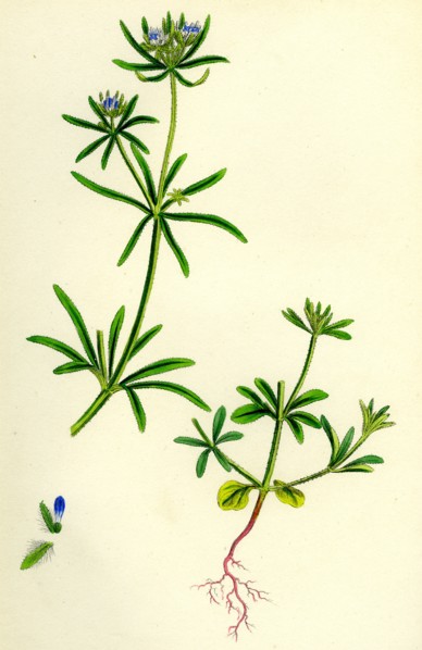 Asperula arvensis; Field Woodruff