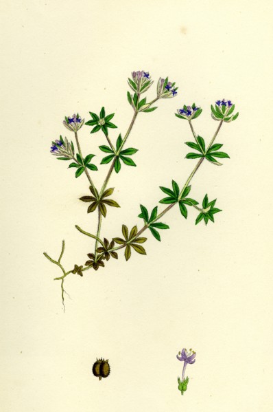 Sherardia arvensis; Blue Field Madder