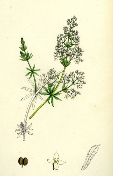 Galium erectum; Narrow-leaved Great Bedstraw