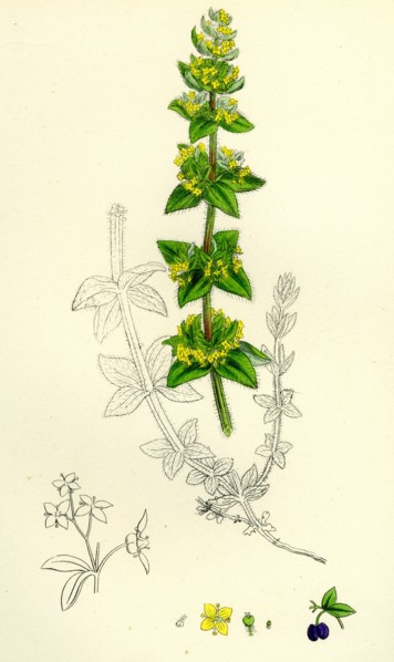 Galium cruciatum; Mugwort