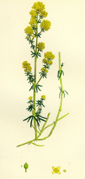 Galium verum; Yellow Bedstraw