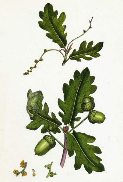 Quercus pedunculata; Common Oak