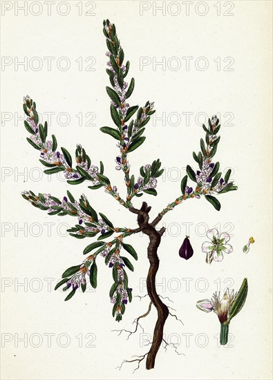 Polygonum maritimum; Sea Knot-grass