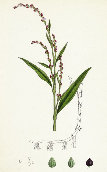 Polygonum Hydropiper; Water Pepper