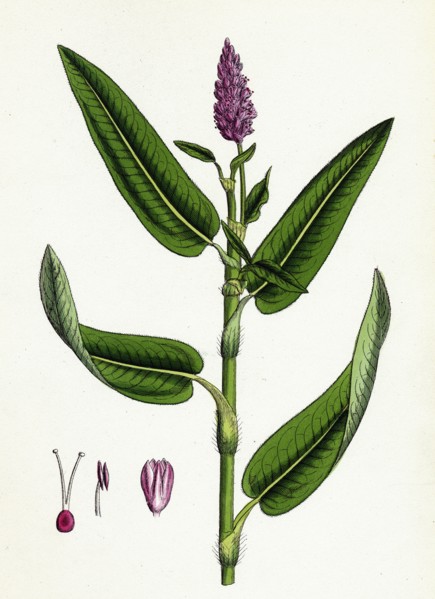 Polygonum amphibium, terrestre; Amphibious Bistort, terrestial form