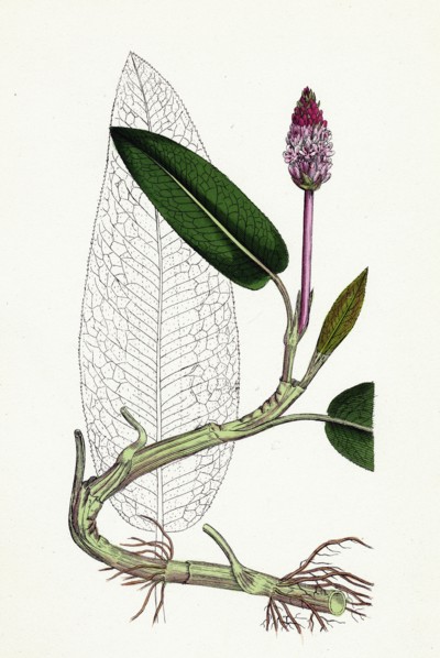 Polygonum amphibium, natans; Amphibious Bistort, aquatic form