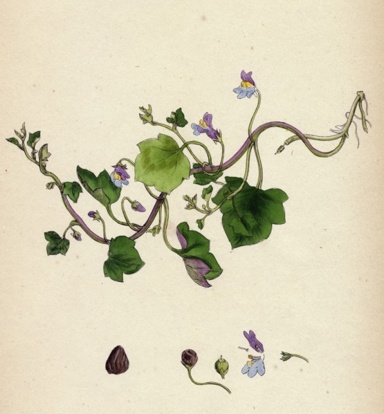 Linaria Cymbalaria; Ivy-leaved Toadflax
