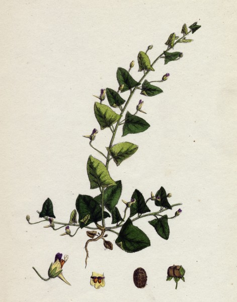 Linaria Elatine; Sharp-leaved Fluellin