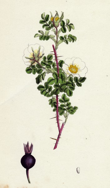 Rosa spinosissima; Common Burnet-Rose
