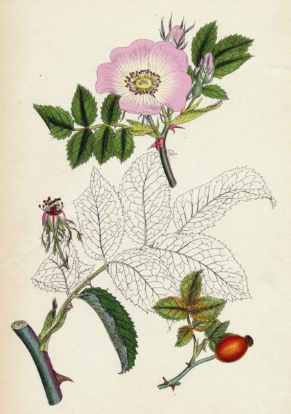 Rosa canina; Common Dog-Rose