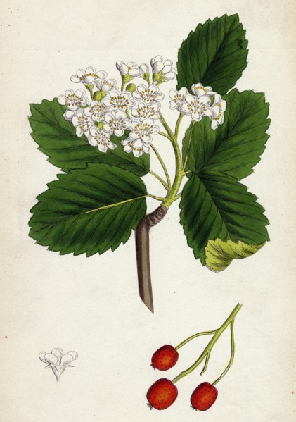 Pyrus eu-Aria; Common White-beam