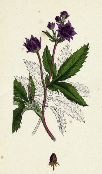 Potentilla Comarum; Marsh Cinquefoil