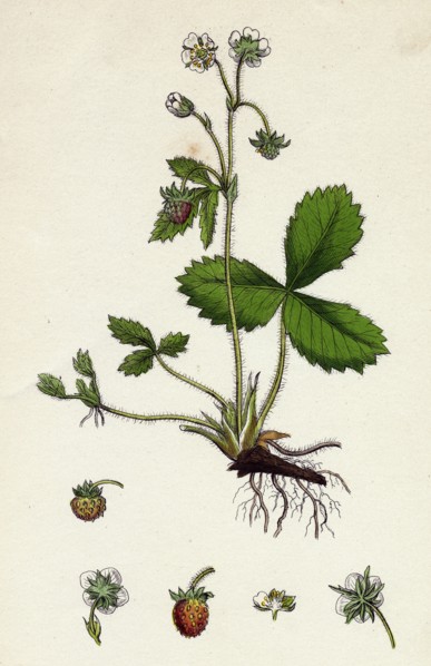 Fragaria vesca; Wild Strawberry