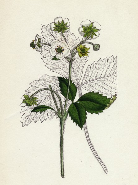 Fragaria elatior; Hautbois Strawberry