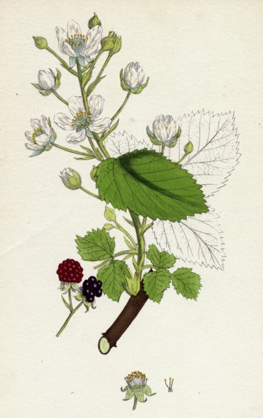 Rubus suberectus; Suberect Bramble