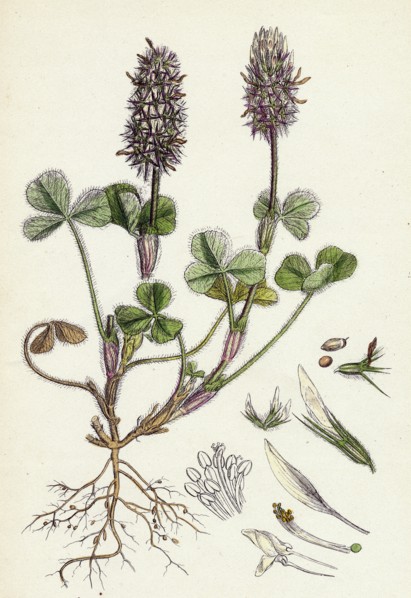 Trifolium Molinerii; Balbi's Trefoil