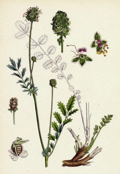 Poterium muricatum; Muricated Salad Burnet